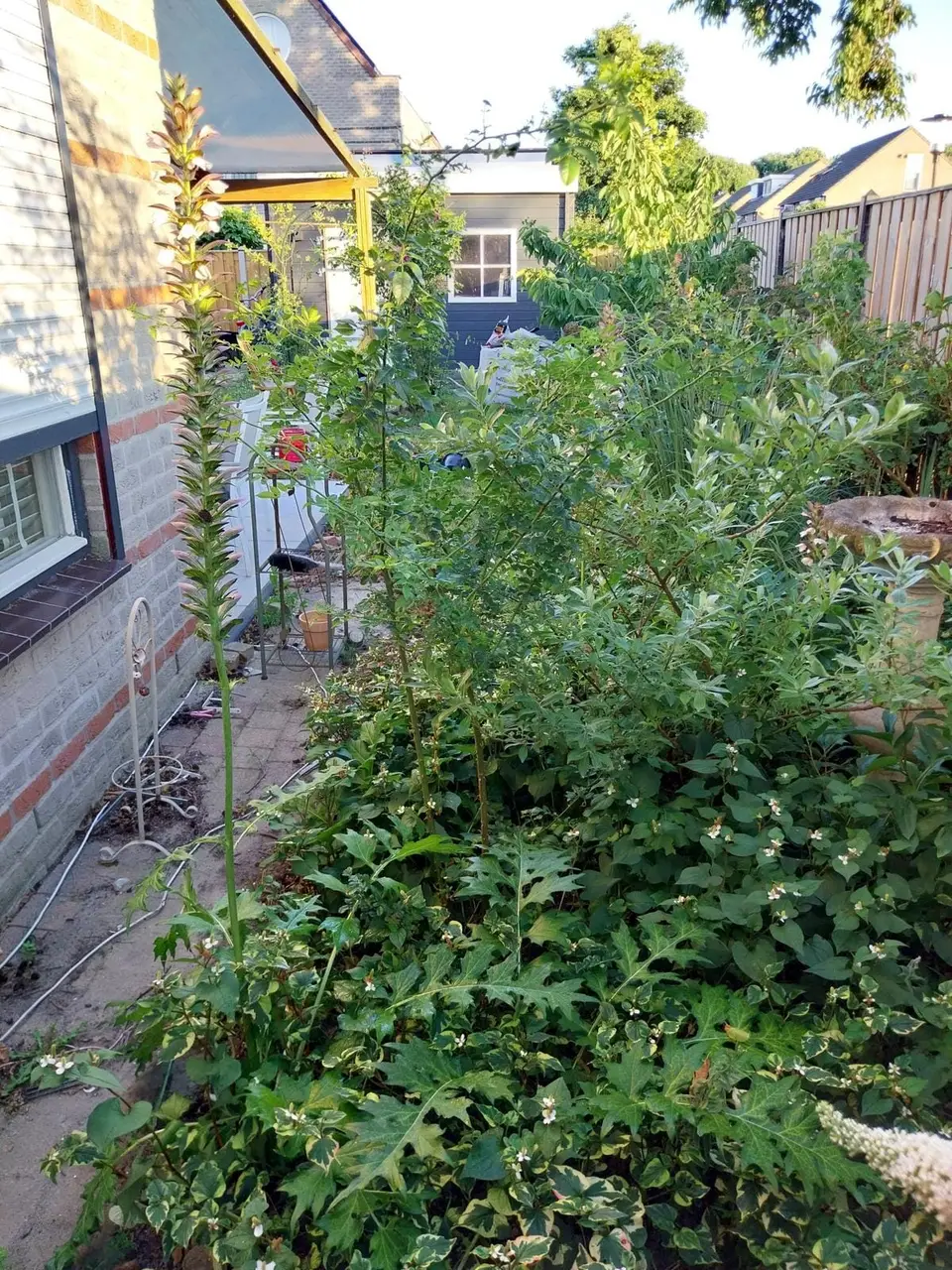 Dichtgegroeide tuin voor aanvang van het werk